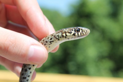 Hieropis gemonensis